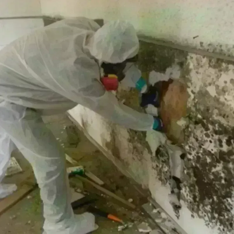 Mold Remediation and Removal in Cooperstown, WI